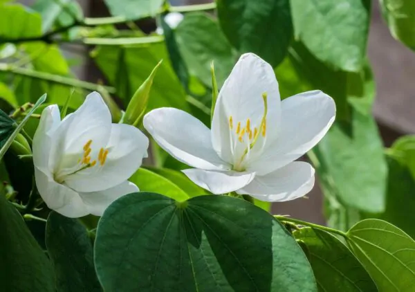 Bauhinia acuminata - Snowy Orchid Tree - Image 2