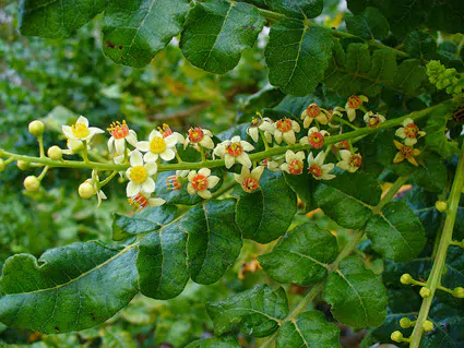 Boswellia serrata - Indian Frankincense, Salai Guggul, Shallaki - Image 2