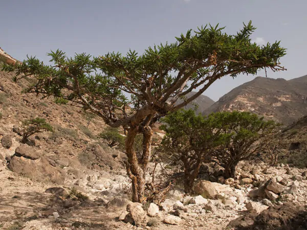 Boswellia serrata - Indian Frankincense, Salai Guggul, Shallaki - Image 6