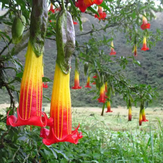 Brugmansia sanguinea / Brugmansia lutea / Datura sanguinea - Red Angel's Trumpet, Red Brugmansia, Red Datura Tree, Red Angel Trumpet Tree, Scarlet Angels - Image 5