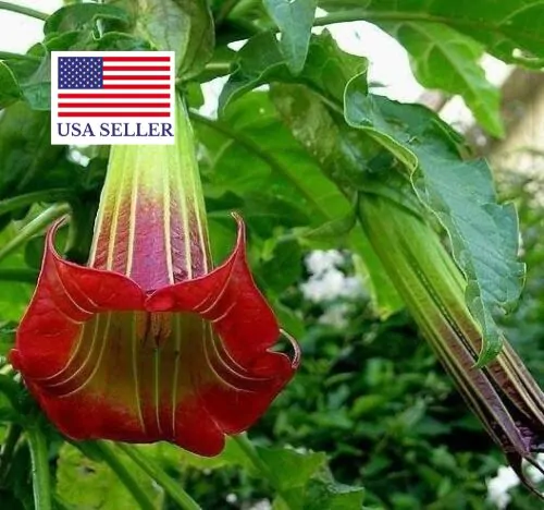Brugmansia sanguinea / Brugmansia lutea / Datura sanguinea - Red Angel's Trumpet, Red Brugmansia, Red Datura Tree, Red Angel Trumpet Tree, Scarlet Angels - Image 7