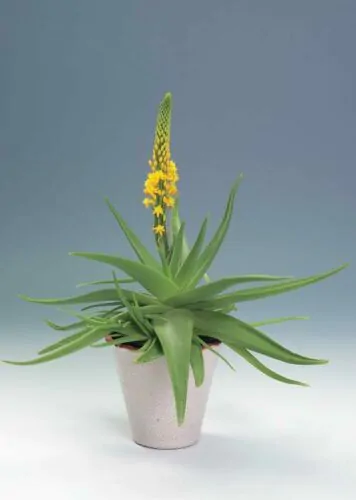 Bulbine natalensis - Natal Red Root - Image 2