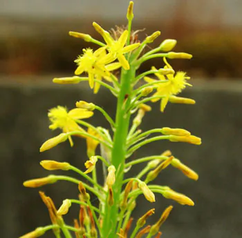 Bulbine natalensis - Natal Red Root - Image 3