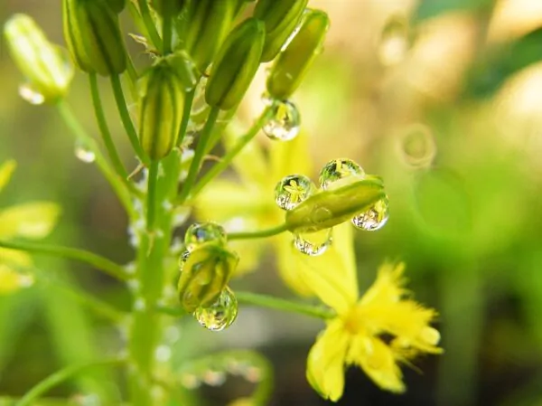 Bulbine natalensis - Natal Red Root - Image 4