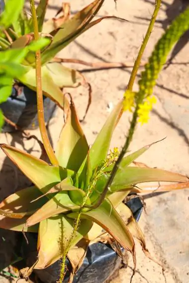 Bulbine natalensis - Natal Red Root - Image 6