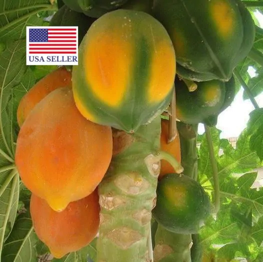 Carica papaya - Coorg Honeydew, Honeydew Papaya - Image 2