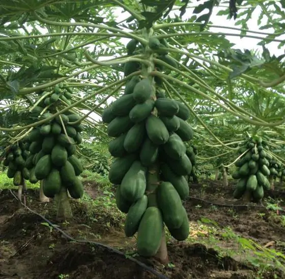 Carica papaya - Coorg Honeydew, Honeydew Papaya - Image 6