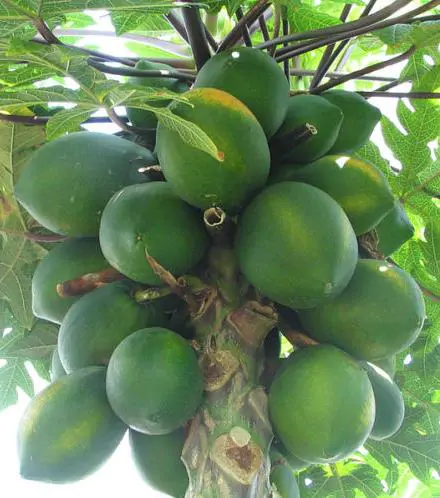 Carica papaya - Coorg Honeydew, Honeydew Papaya - Image 7