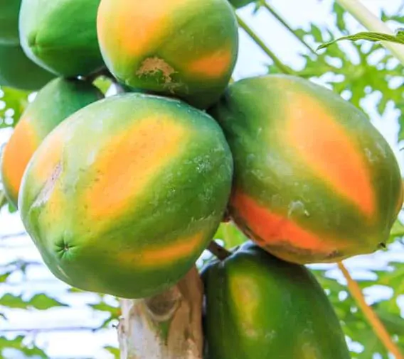 Carica papaya - Coorg Honeydew, Honeydew Papaya - Image 8