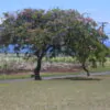 Cassia javanica subsp. agnes / Cassia javanica subsp. nodosa - Java cassia, pink shower, apple blossom tree, rainbow shower tree, balayong - Image 2