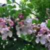 Cassia javanica subsp. agnes / Cassia javanica subsp. nodosa - Java cassia, pink shower, apple blossom tree, rainbow shower tree, balayong - Image 4