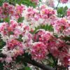 Cassia javanica subsp. agnes / Cassia javanica subsp. nodosa - Java cassia, pink shower, apple blossom tree, rainbow shower tree, balayong - Image 5