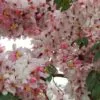 Cassia javanica subsp. agnes / Cassia javanica subsp. nodosa - Java cassia, pink shower, apple blossom tree, rainbow shower tree, balayong - Image 6