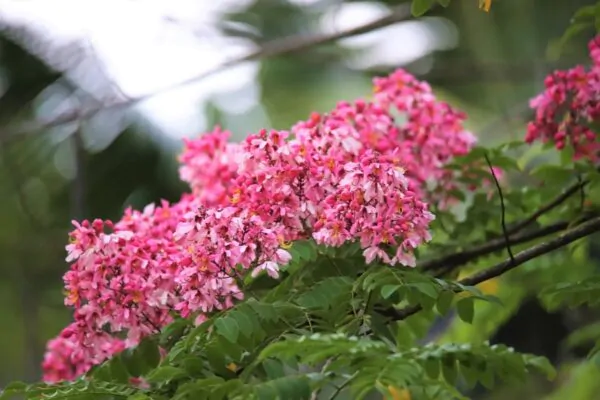 Cassia renigera / Cassia javanica subsp. renigera - Burmese Pink Cassia, Deciduous Cassia, Velvet Cassia - Image 3