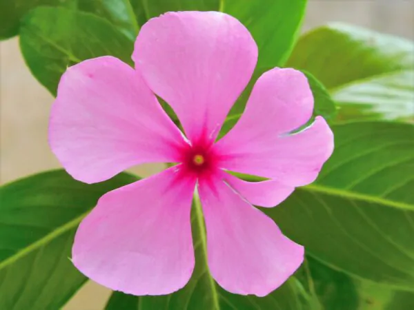 Catharanthus roseus - Bright Eyes, Cape Periwinkle, Graveyard Plant, Madagascar Periwinkle, Old maid - Image 2