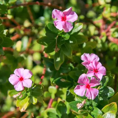 Catharanthus roseus - Bright Eyes, Cape Periwinkle, Graveyard Plant, Madagascar Periwinkle, Old maid - Image 3