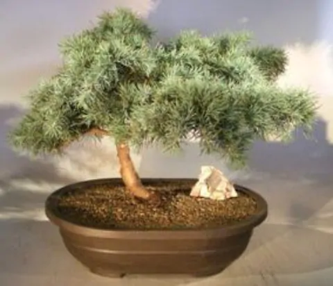 Cedrus deodara - Himalaya cedar - deodar - Image 6