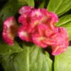 Celosia argentea var. cristata Red - Cockscomb, Plumed Cockscomb, Silver Cock's Comb - Image 2