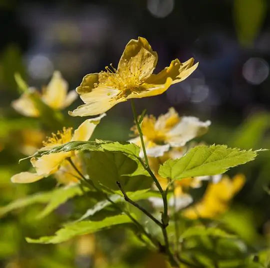 Chelidonium majus - Swallow Weed, Celandine, Wart Weed, Callus Weed, Greater Celandine