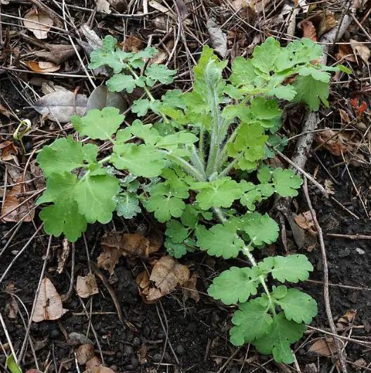 Chelidonium majus - Swallow Weed, Celandine, Wart Weed, Callus Weed, Greater Celandine - Image 2