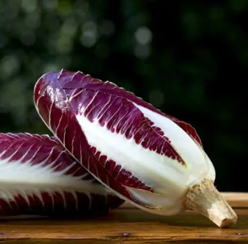 Cichorium intybus 'Rossa Di Treviso' - Purple Italian Endive, Purple Treviso Chicory, Radicchio