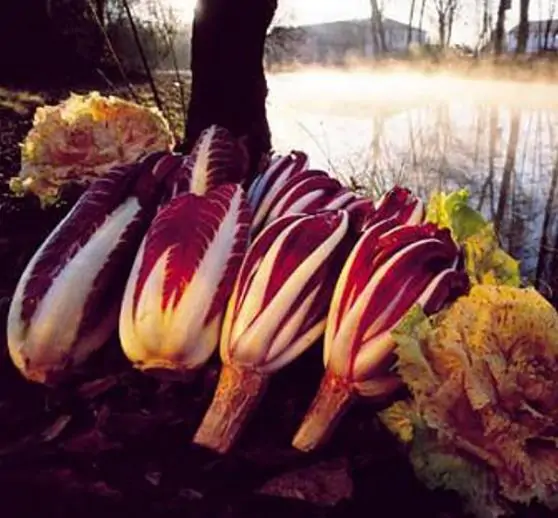 Cichorium intybus 'Rossa Di Treviso' - Purple Italian Endive, Purple Treviso Chicory, Radicchio - Image 2