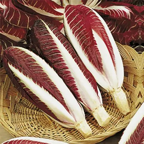 Cichorium intybus 'Rossa Di Treviso' - Purple Italian Endive, Purple Treviso Chicory, Radicchio - Image 3