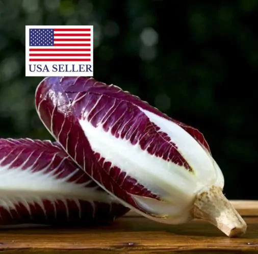 Cichorium intybus 'Rossa Di Treviso' - Purple Italian Endive, Purple Treviso Chicory, Radicchio - Image 10