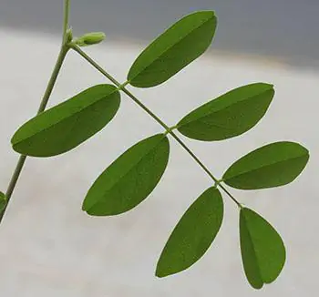 Clitoria ternatea var. ternatea - Blue Single, Butterfly Bea, Blue Pea, Kordofan Pea, Cordofan Pea, Asian Pigeon - Image 2