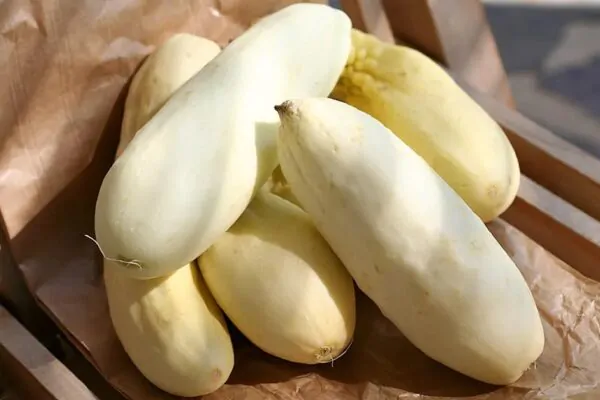 Cucumis sativus 'White Wonder' - Cucumber, Baby Persian, Snack Cucumber, Garden Cucumber, Gherkin