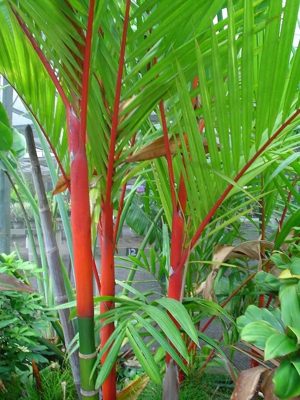 Cyrtostachys renda / Cyrtostachys lakka - Lipstick Palm, Lakka Palm, Red Palm, Sealing Wax Palm - Image 6