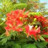 Delonix regia - Flamboyant, Royal Poinciana - Image 2