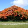 Delonix regia - Flamboyant, Royal Poinciana - Image 3