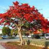 Delonix regia - Flamboyant, Royal Poinciana - Image 4