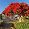 Delonix regia - Flamboyant, Royal Poinciana - Image 5