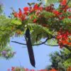 Delonix regia - Flamboyant, Royal Poinciana - Image 6