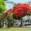 Delonix regia - Flamboyant, Royal Poinciana - Image 7
