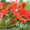 Delonix regia - Flamboyant, Royal Poinciana - Image 10