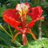Delonix regia - Flamboyant, Royal Poinciana - Image 11