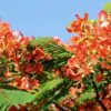 Delonix regia - Flamboyant, Royal Poinciana - Image 12
