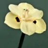 Dietes bicolor - African Iris, Fortnight Lily - Image 2