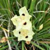 Dietes bicolor - African Iris, Fortnight Lily - Image 4