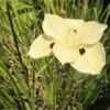 Dietes bicolor - African Iris, Fortnight Lily - Image 5