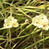 Dietes bicolor - African Iris, Fortnight Lily - Image 6