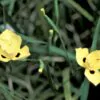 Dietes bicolor - African Iris, Fortnight Lily - Image 7