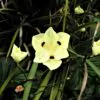 Dietes bicolor - African Iris, Fortnight Lily - Image 8