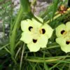 Dietes bicolor - African Iris, Fortnight Lily - Image 9