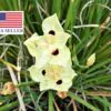 Dietes bicolor - African Iris, Fortnight Lily - Image 10
