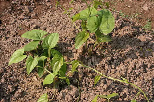Dioscorea hamiltonii / Dioscorea persimilis / Dioscorea raishaensis - Moodavenni, Sandikilangu, Thalikkizhangu, Venni - Image 2