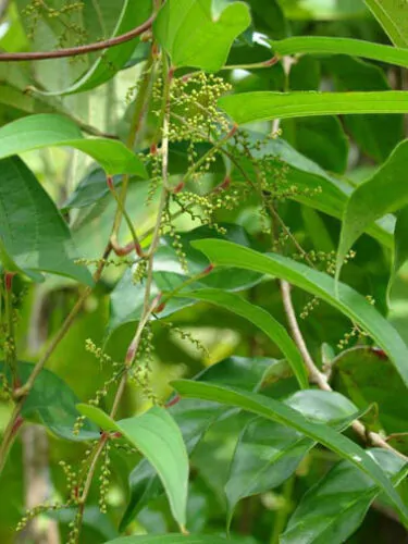 Dioscorea hamiltonii / Dioscorea persimilis / Dioscorea raishaensis - Moodavenni, Sandikilangu, Thalikkizhangu, Venni - Image 3